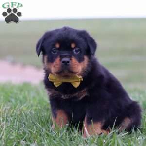 Rambo, Rottweiler Puppy